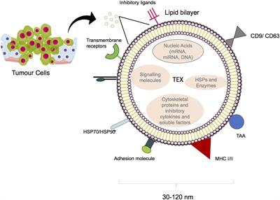 Engineered Tumor-Derived Extracellular Vesicles: Potentials in Cancer Immunotherapy